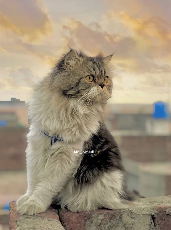 Persian Male Cat 1