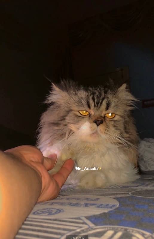 Persian Male Cat 4