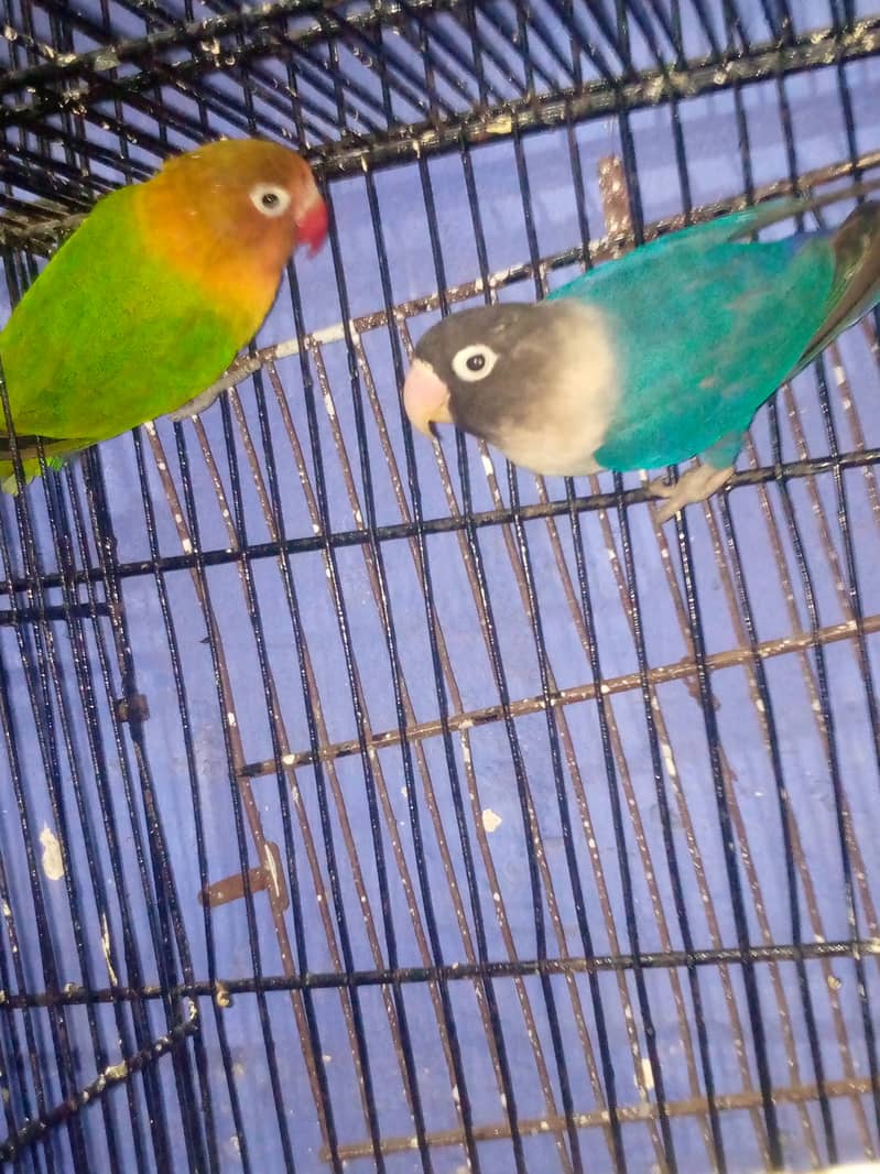 Love Birds for sale 1