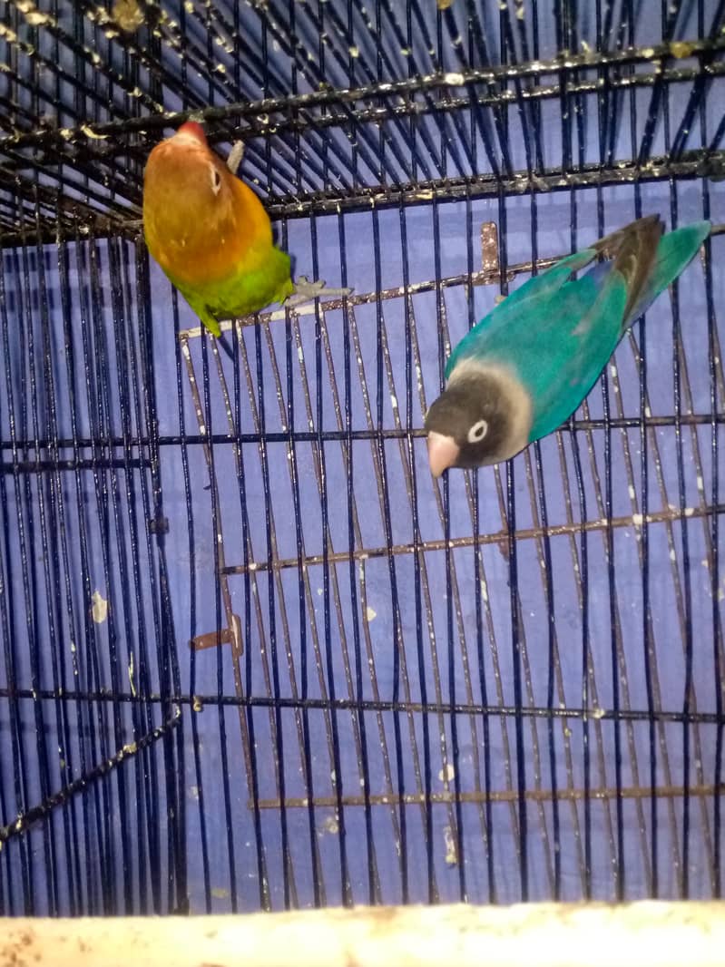 Love Birds for sale 3