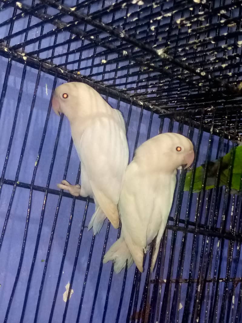 Love Birds for sale 4