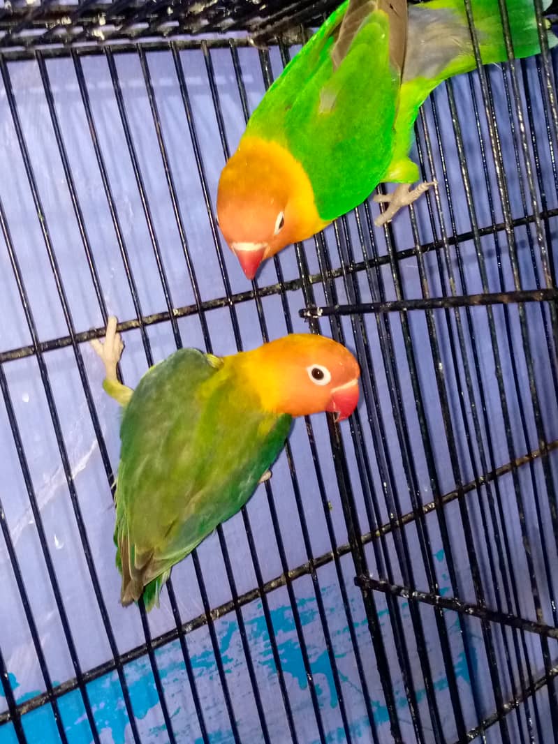 Love Birds for sale 8