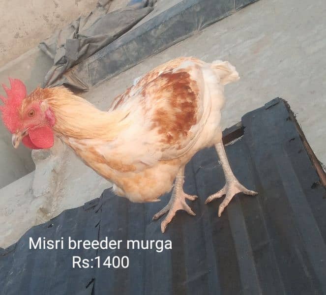 Desi breeder murga |aseel pathi | Desi murgi 2