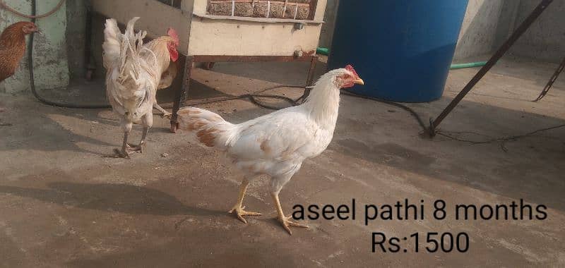 Desi breeder murga |aseel pathi | Desi murgi 3