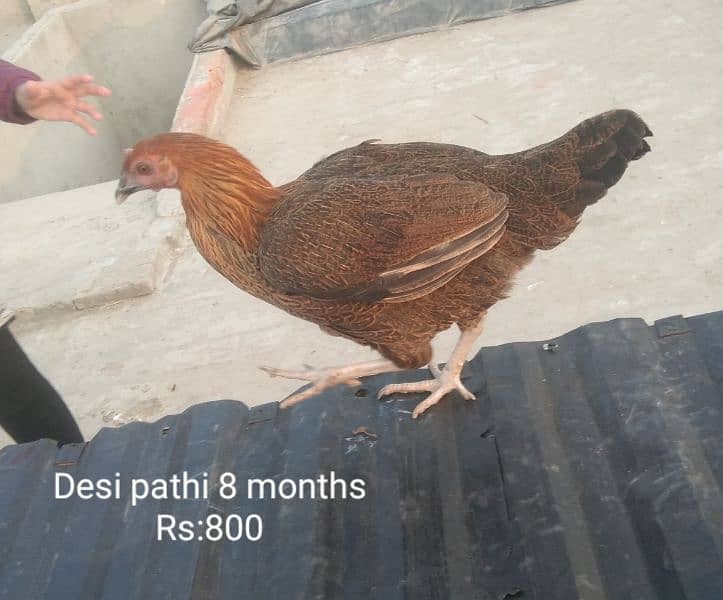 Desi breeder murga |aseel pathi | Desi murgi 4