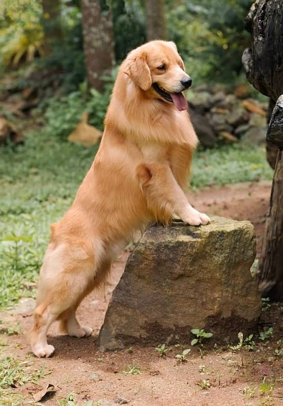 American golden retriever pedigree imported puppies available here 0