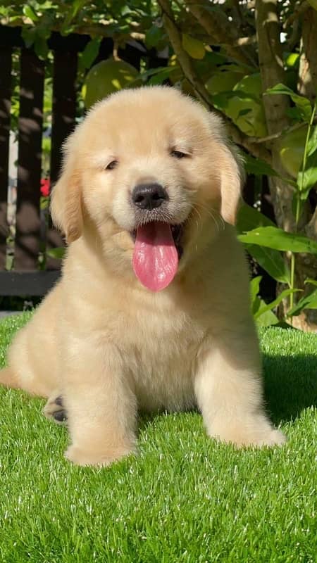 American golden retriever pedigree imported puppies available here 2