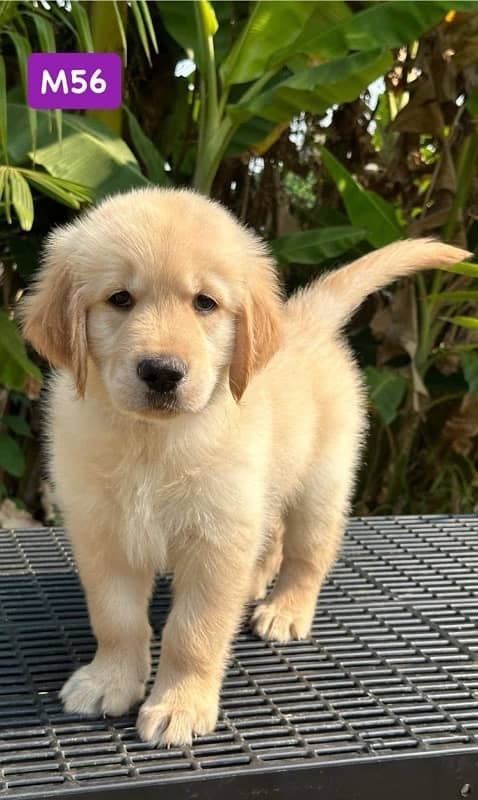 American golden retriever pedigree imported puppies available here 7