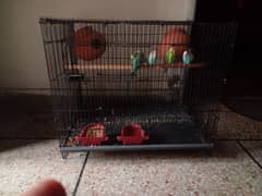 Australian parrots +cage 031966431o3