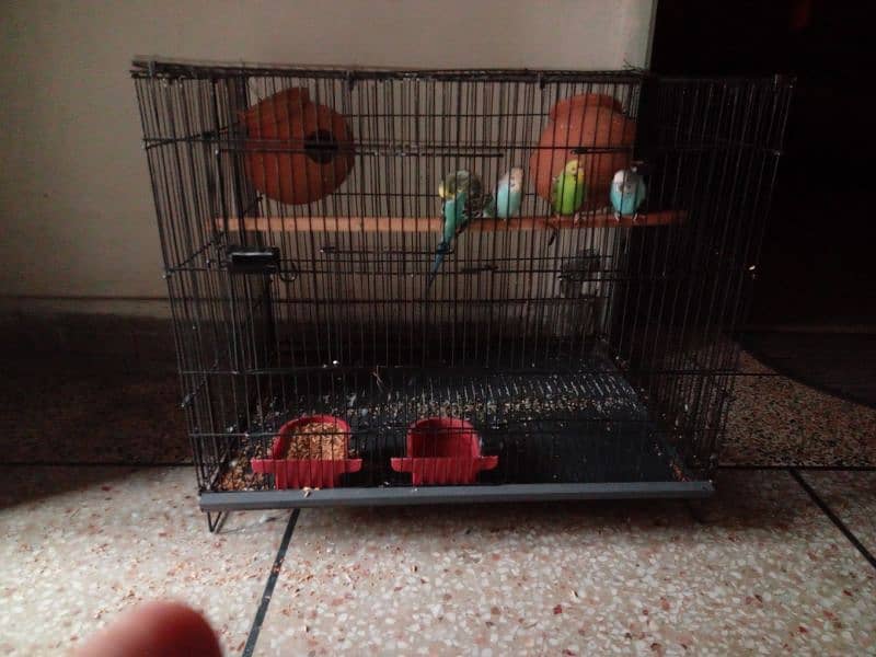 Australian parrots +cage 031966431o3 0