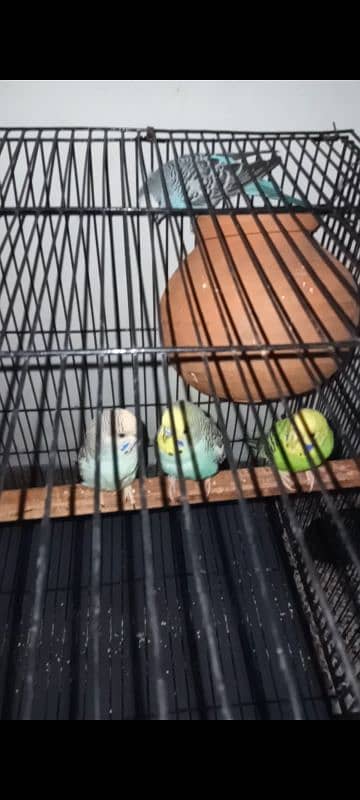 Australian parrots +cage 031966431o3 2