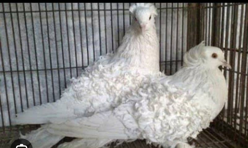 back frill pure white beauty breeder pair 0