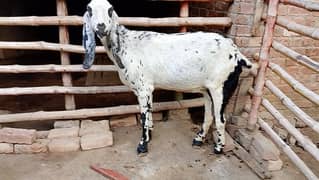 Desi Goat for Sale for Sale