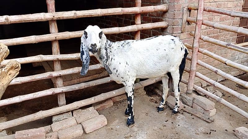 Desi Goat for Sale for Sale 1