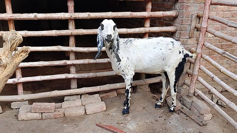 Desi Goat for Sale for Sale 2