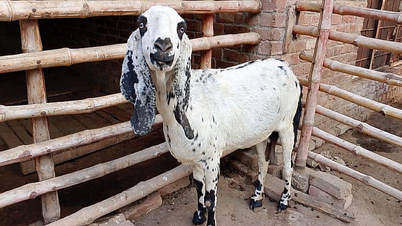 Desi Goat for Sale for Sale 3