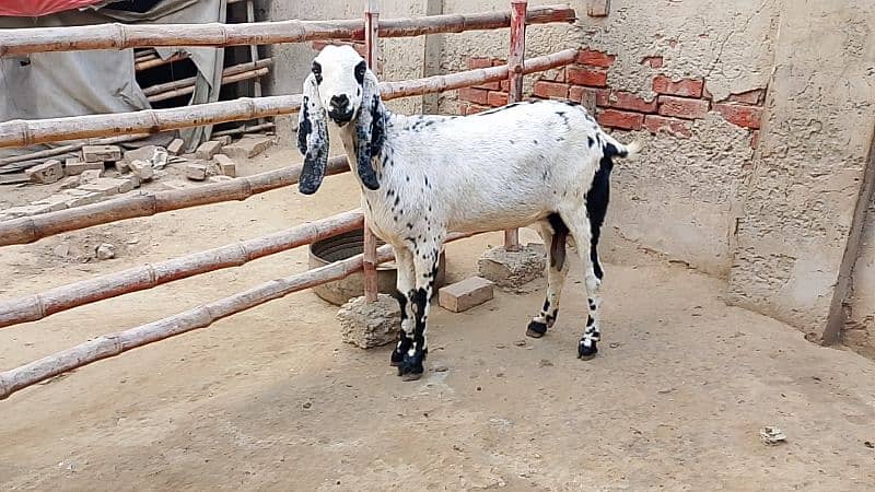 Desi Goat for Sale for Sale 4