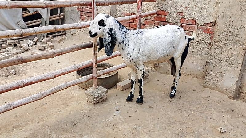 Desi Goat for Sale for Sale 5