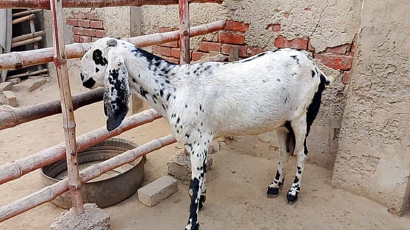 Desi Goat for Sale for Sale 6