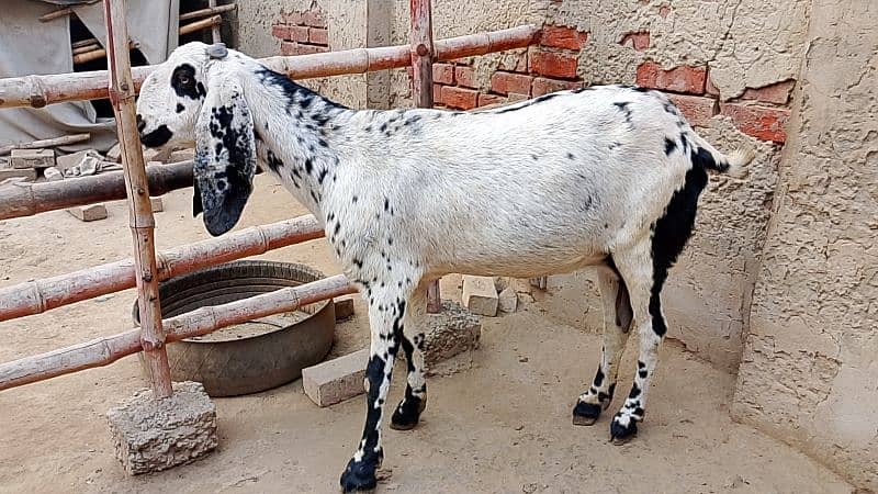 Desi Goat for Sale for Sale 7