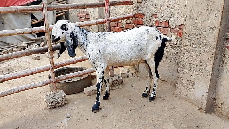 Desi Goat for Sale for Sale 8