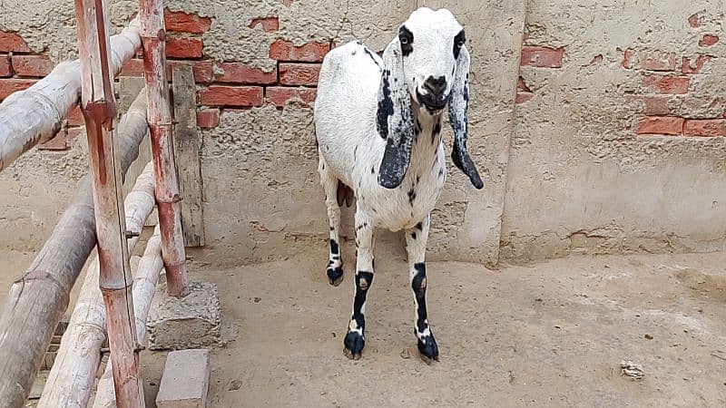 Desi Goat for Sale for Sale 9