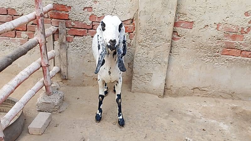 Desi Goat for Sale for Sale 10