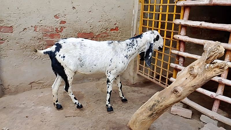 Desi Goat for Sale for Sale 12