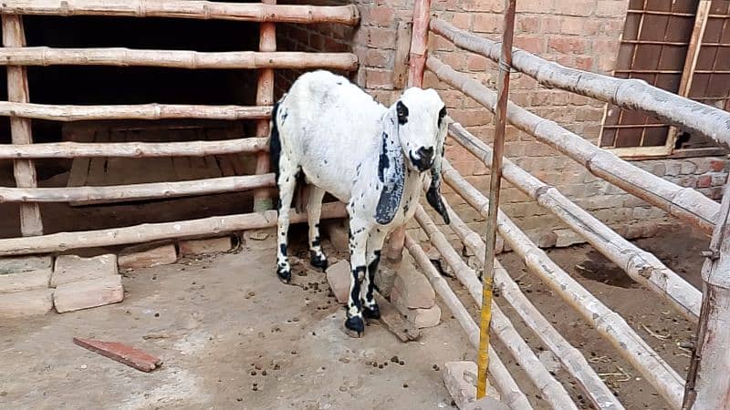 Desi Goat for Sale for Sale 13