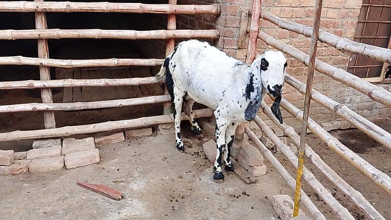 Desi Goat for Sale for Sale 14