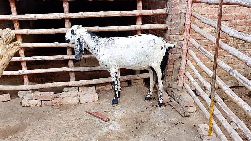 Desi Goat for Sale for Sale 15