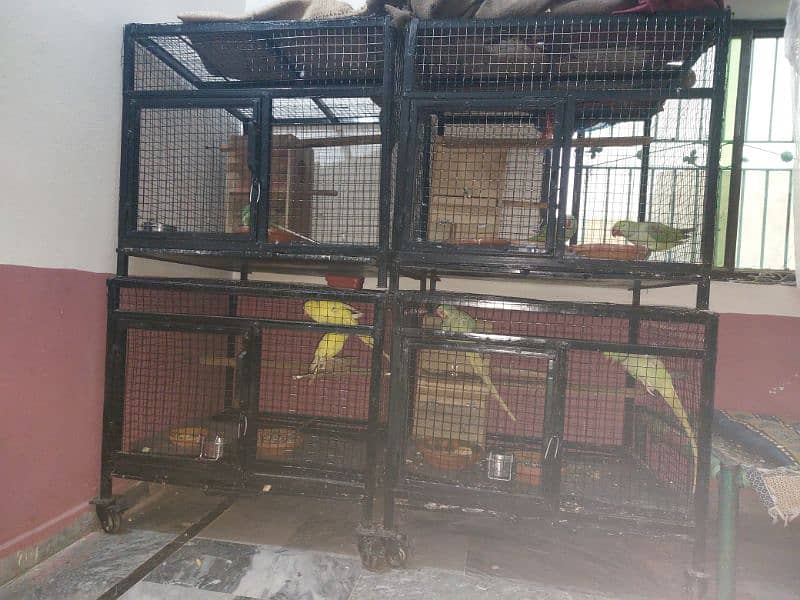 Trolley cages 4 big parrots 5