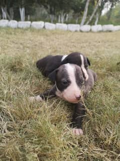 pitbull puppies available for sale