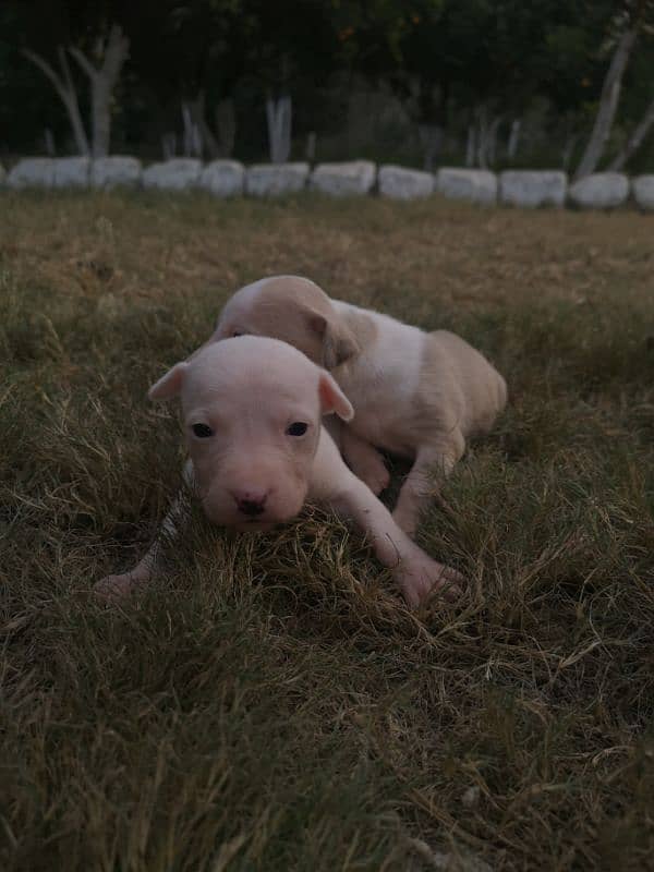 pitbull puppies available for sale 4