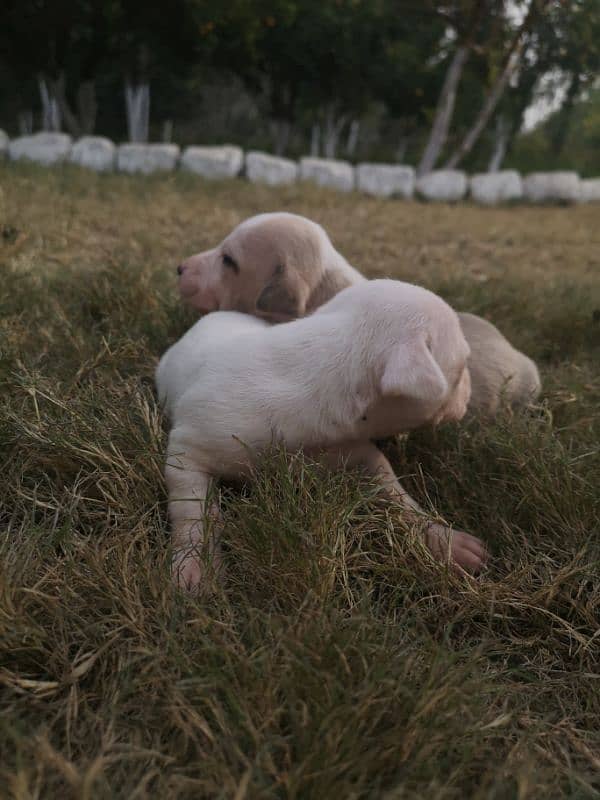 pitbull puppies available for sale 5