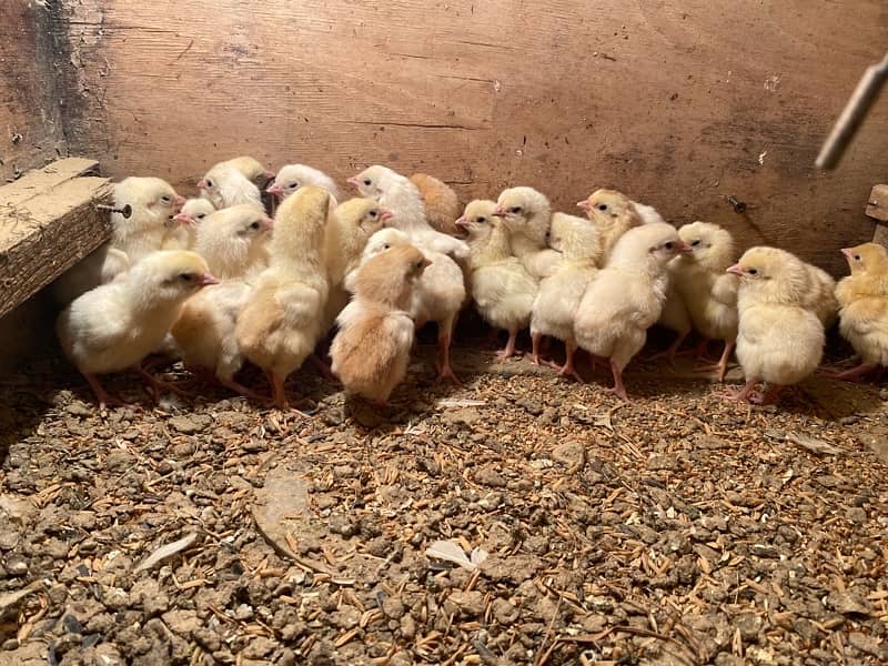 Paper white heera chicks avalanche long heighted 2