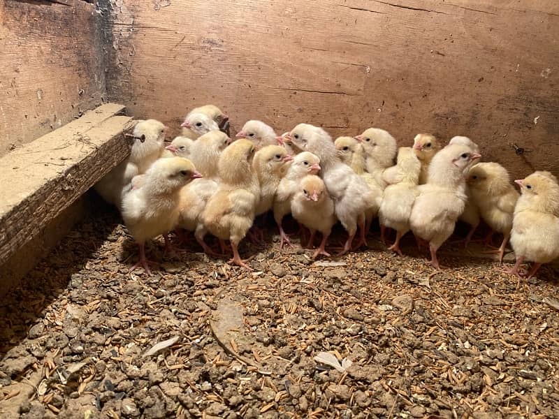 Paper white heera chicks avalanche long heighted 3