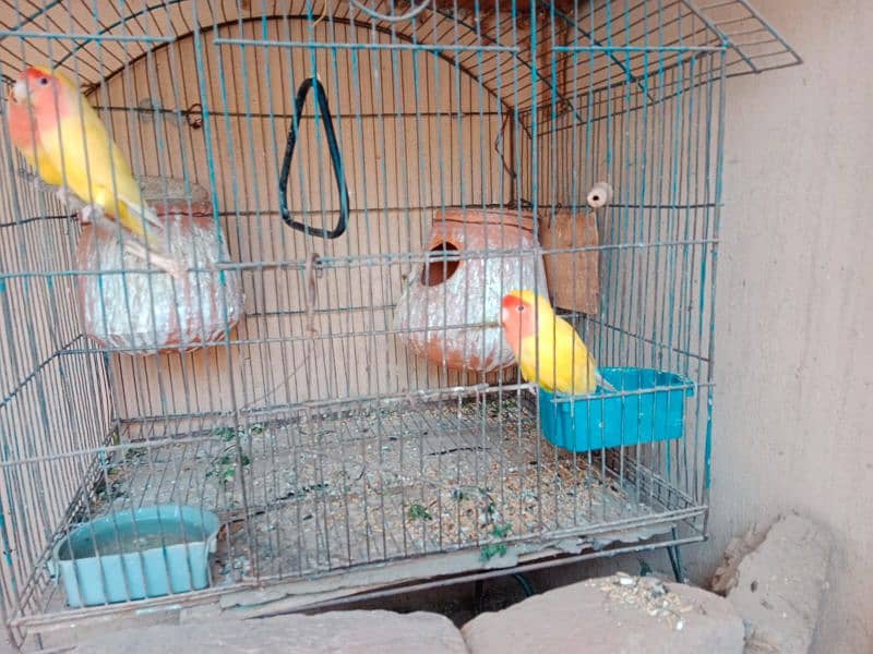 lovebird for sale 0