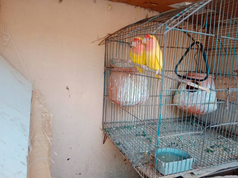 lovebird for sale 1