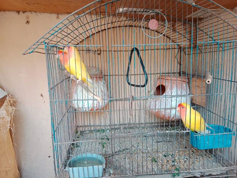 lovebird for sale 2