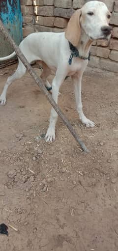 English pointer puppy for sale