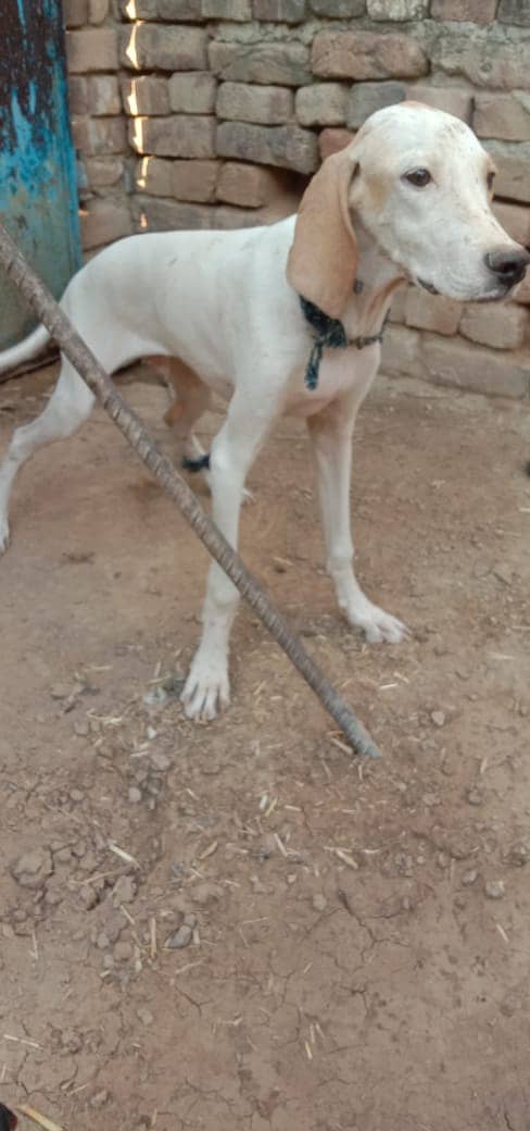 English pointer puppy for sale 1