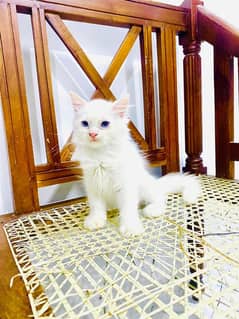 Persian cat vaccination clear for urgent sale 03484580261