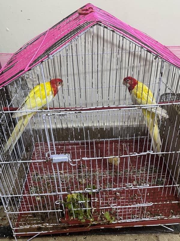 Latino rosella breeder pair All ok 0