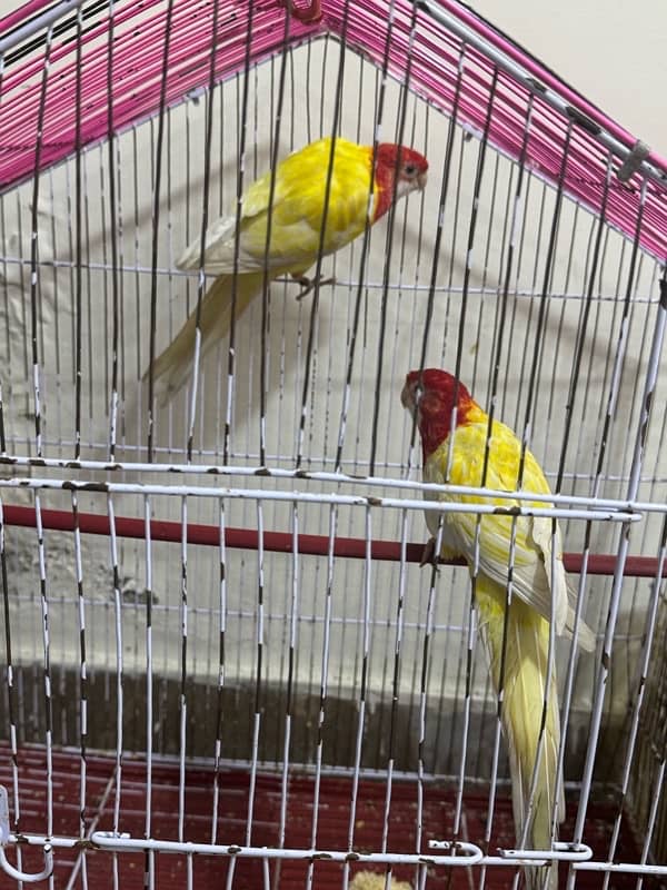 Latino rosella breeder pair All ok 1