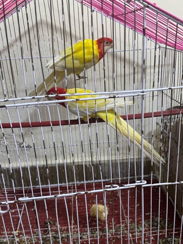 Latino rosella breeder pair All ok 2