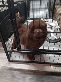 Chow chow imported male puppy available for sale