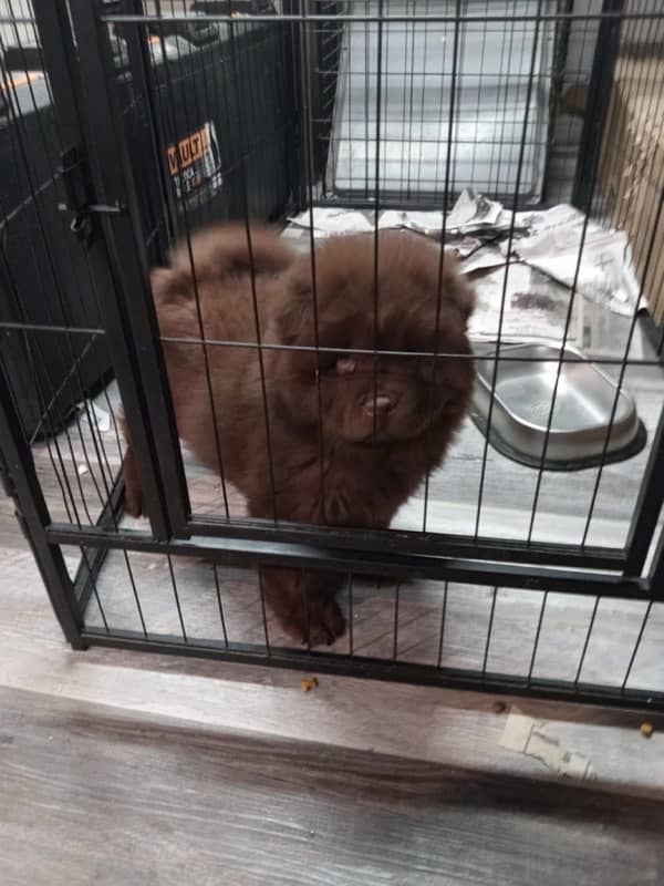 Chow chow imported male puppy available for sale 1