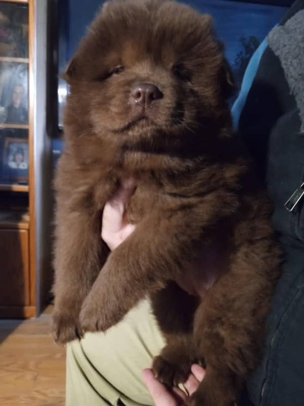 Chow chow imported male puppy available for sale 2