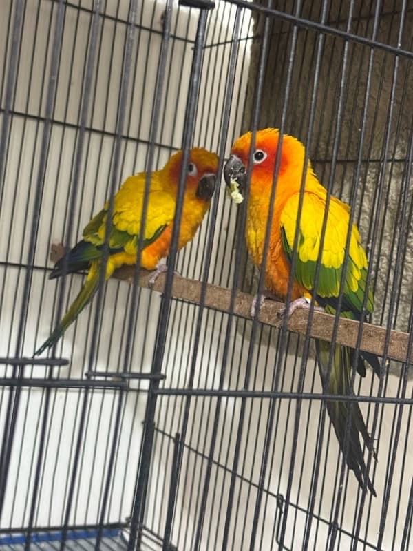 Active and healthy breeder pair 1